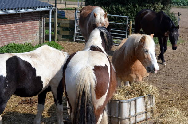 istock Horses eat brotherly hay from a bin 1139764999