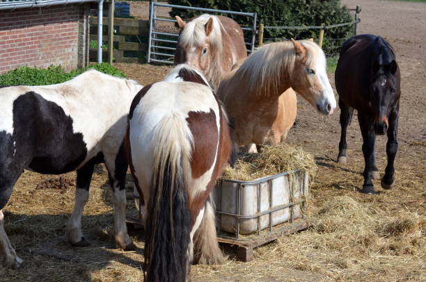 istock Horses eat brotherly hay from a bin 1139765511