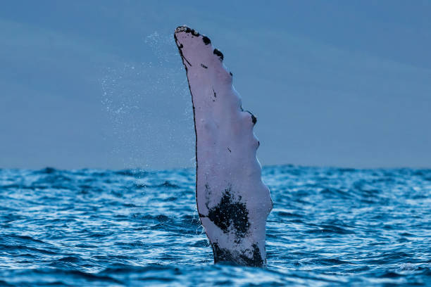 istock Humpback whale pectoral fin. 1139765839