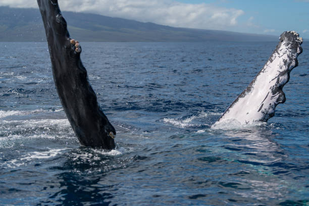 istock Humpback whale pectoral fin. 1139766095