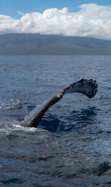istock Humpback whale pectoral fin. 1139766171