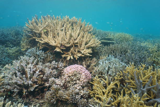 istock Pacific ocean underwater coral reef good condition 1139766874