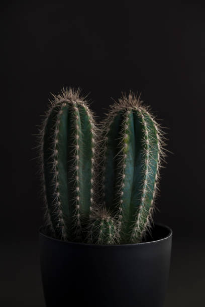 istock Cactus in dark grey pot with black background 1139767117
