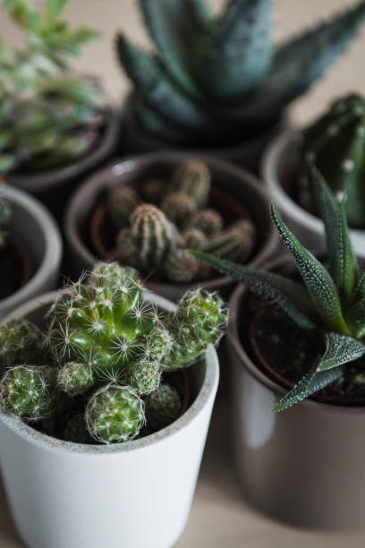 istock Group of succulent plants and cacti 1139767888