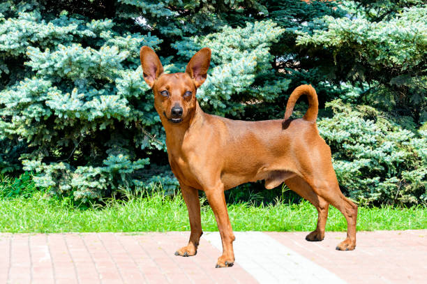 istock Miniature Pinscher looks in camera. 1139767905