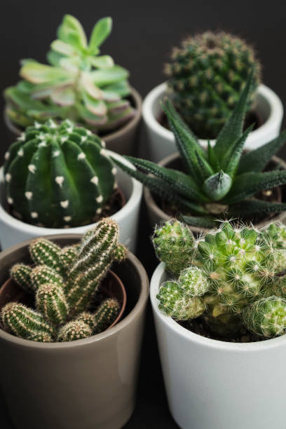 istock Selection of six small cacti and succulent plants in pots 1139768113