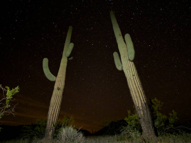istock Saguaro Cactus Landscape at Night, Arizona 1139768237