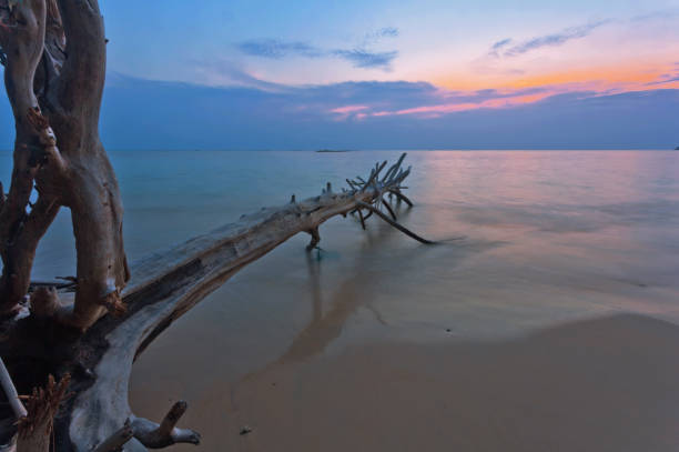 istock Tropical beach with old wood snag at sunset 1139768276
