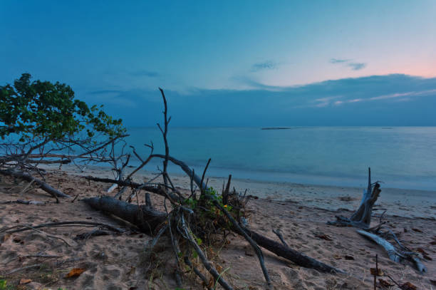 istock Tropical beach with old wood snag at sunset 1139768280