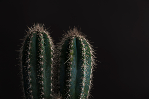Tips of a cactus plant on a dark black background with copy space to the right side of the plant.