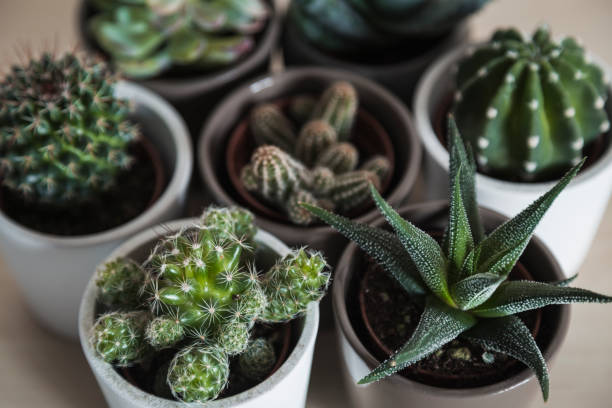 istock Succulent plants and cacti in small pots in a group 1139768461