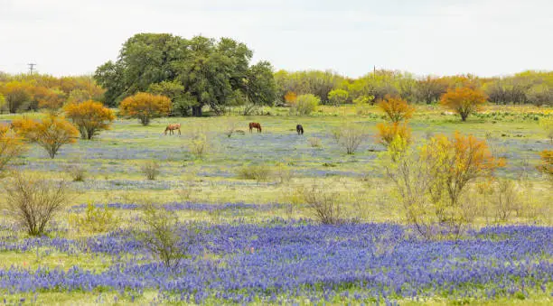 Horses grazing in a field of Bluebonnet wildflowers and blooming Mesquite trees during Spring in Texas