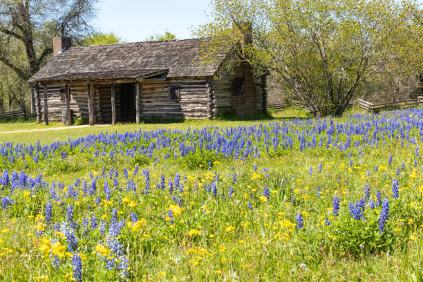 istock Spring wildflowers by an old log cabin 1139769694