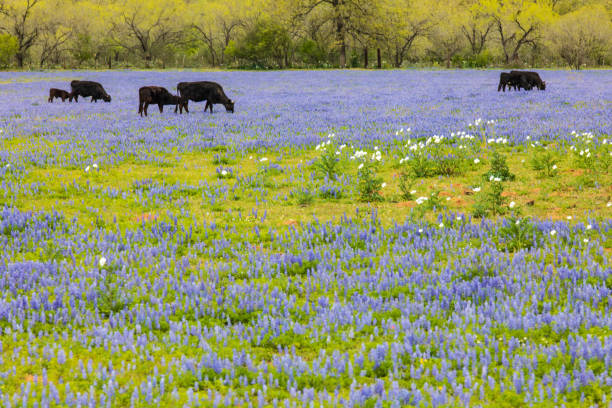 istock Black cows surrounded by Bluebonnet wildflowers 1139769731