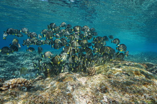 istock School of fish surgeonfish in the Pacific ocean 1139769956