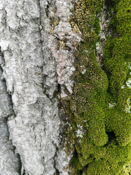istock Wood texture with green moss close up. Grunge tree background 1139770925