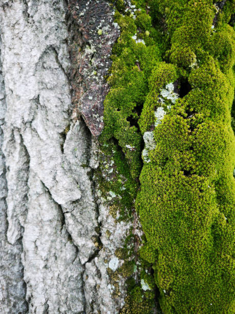 istock Wood texture with green moss close up. Grunge tree background 1139770938