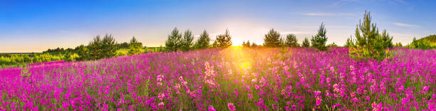 beautiful spring landscape panorama with flowering flowers in meadow and sunrise. panoramic view of a blooming field with purple wild flowers