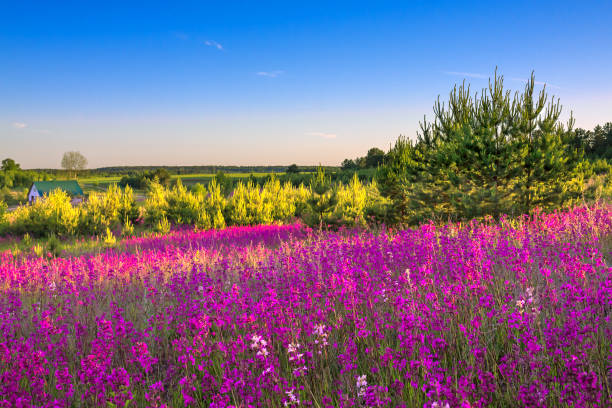 istock spring landscape with flowering flowers in meadow 1139771198