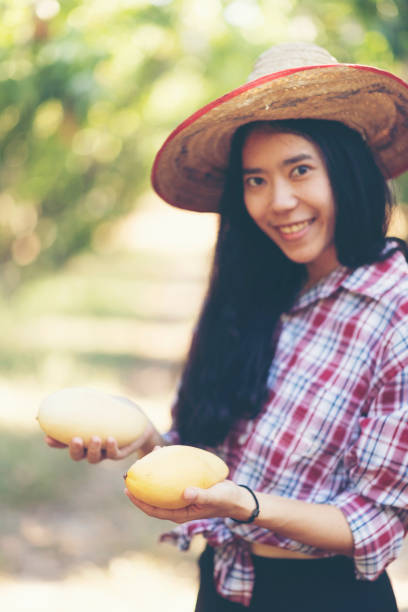 istock Young Asian farmer picking mango fruit in organic farm 1139772017