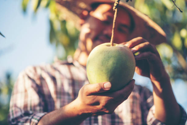 gli agricoltori stanno controllando la qualità del mango. - women smiling mature adult portrait foto e immagini stock