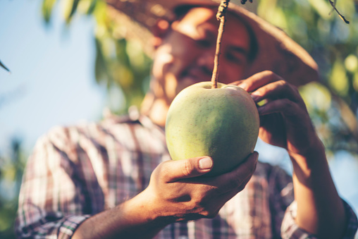 Farmers are checking mango quality.
