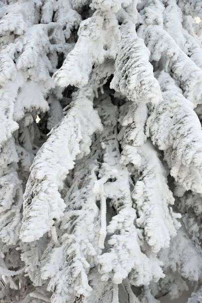 istock Snow-covered spruce paws in sunny day 1139772310