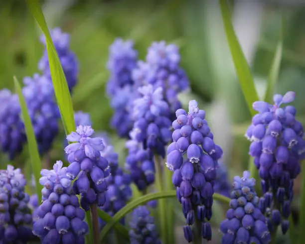 photo of grape hyacinths in my garden during spring