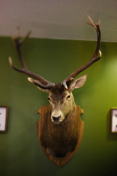 istock Head of a Deer hanging on a green Wall between frames of art 1139774963