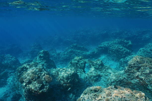 istock Underwater landscape rocky seabed Pacific ocean 1139775711