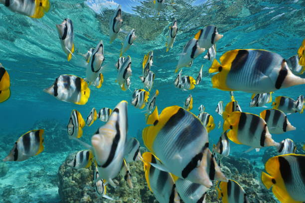 istock Shoal of fish butterflyfish Pacific ocean 1139776742