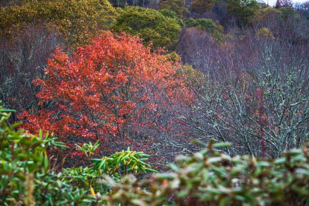 istock blue ridge and smoky mountains changing color in fall 1139779431