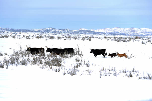 istock Family of Cattle 1139779554