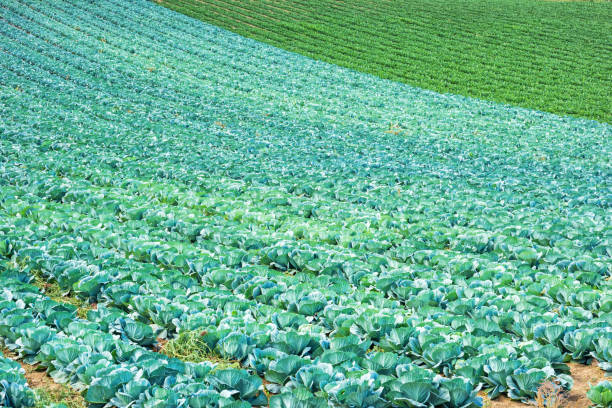 Stock photograph of rows of cabbage on agricultural field.