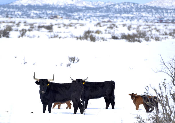 istock Family of Cattle 1139780333