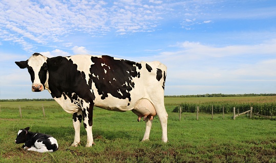 Holstein cow standing over newborn calf in the field on a sunny summer day