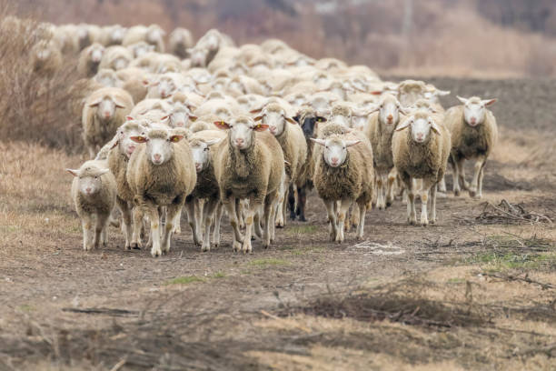 istock Flock of sheep, sheep on field 1139781433