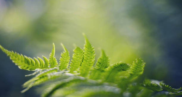 istock Blurred background with bokeh with fern leaves 1139783332
