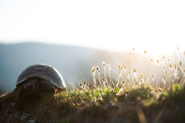 Curious tortoise Curious tortoise slow motion face stock pictures, royalty-free photos & images