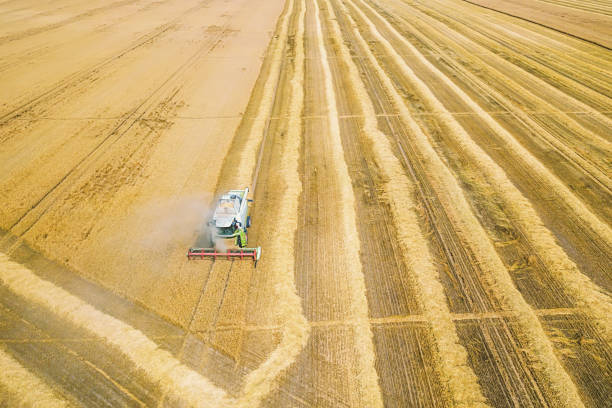 istock Combine harvester working on a wheat field. Combine harvester Aerial view. 1139786579