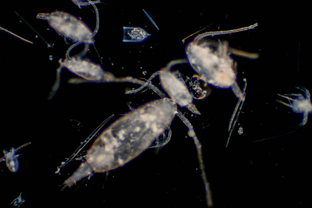 istock Plankton are organisms drifting in oceans and seas. Zooplankton. 1139787241