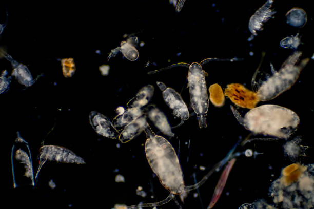 istock Plankton are organisms drifting in oceans and seas. Zooplankton. 1139787242