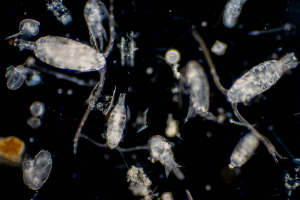 istock Plankton are organisms drifting in oceans and seas. Zooplankton. 1139787249