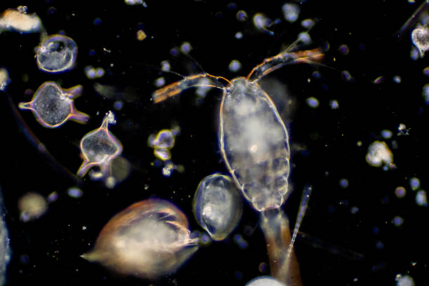 plankton to organizmy dryfujące w oceanach i morzach. zooplankton. - protozoan zdjęcia i obrazy z banku zdjęć
