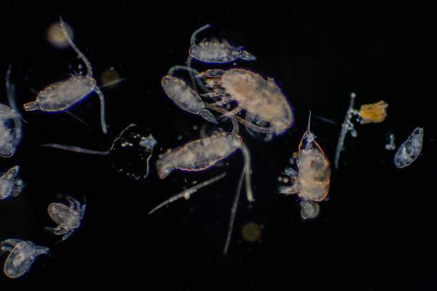 istock Plankton are organisms drifting in oceans and seas. Zooplankton. 1139787251