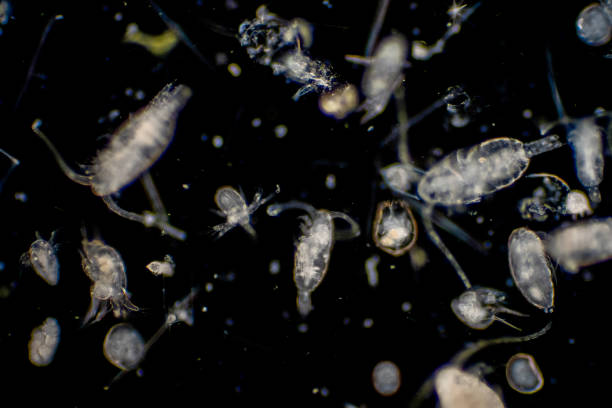 istock Plankton are organisms drifting in oceans and seas. Zooplankton. 1139787255