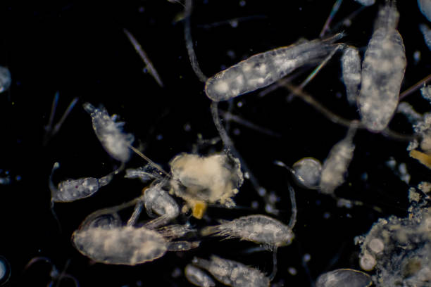 istock Plankton are organisms drifting in oceans and seas. Zooplankton. 1139787256