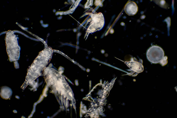 istock Plankton are organisms drifting in oceans and seas. Zooplankton. 1139787263