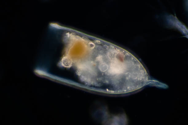 Plankton are organisms drifting in oceans and seas. Zooplankton.
