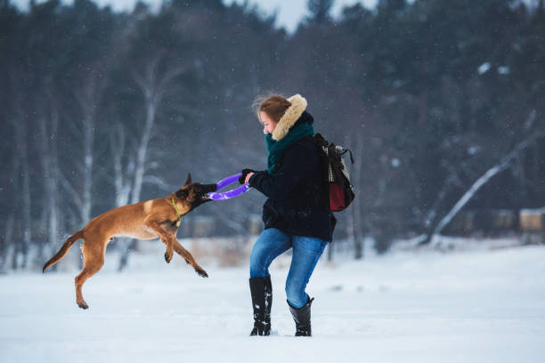 mulheres e cão de pastor belga no inverno. fundo nevando. floresta do inverno - comminication - fotografias e filmes do acervo